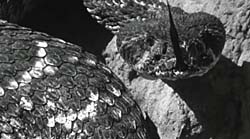 Frame 1 thumbnail